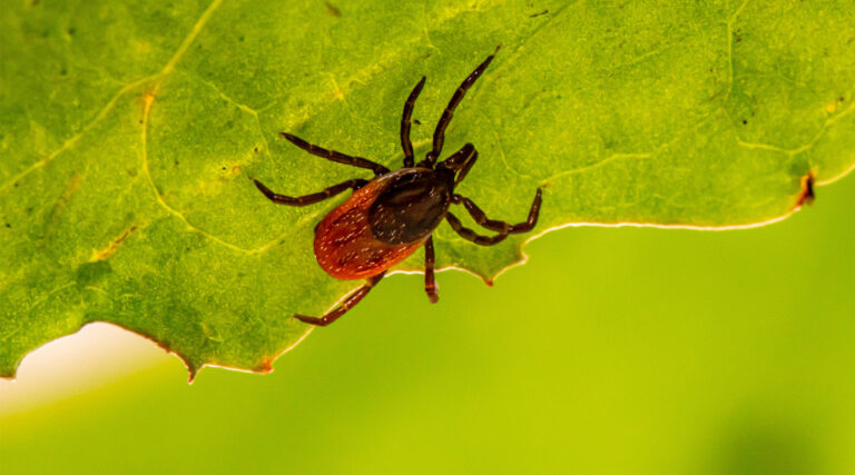 Rekordowa liczba zachorowań na kleszczowe zapalenie mózgu. Przez brak mrozów i śniegu kleszcze żerują praktycznie przez cały rok